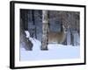 White-Tailed Deer Buck, Tettegouche State Park, Minnesota, USA-Maresa Pryor-Framed Photographic Print