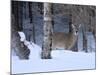 White-Tailed Deer Buck, Tettegouche State Park, Minnesota, USA-Maresa Pryor-Mounted Photographic Print