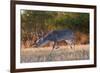 White-tailed Deer buck trailing doe-Larry Ditto-Framed Photographic Print