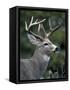 White-tailed Deer, Buck, Washington, USA-Art Wolfe-Framed Stretched Canvas