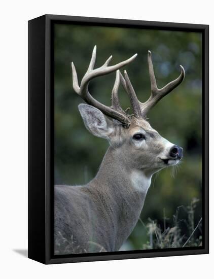 White-tailed Deer, Buck, Washington, USA-Art Wolfe-Framed Stretched Canvas