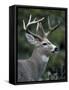 White-tailed Deer, Buck, Washington, USA-Art Wolfe-Framed Stretched Canvas