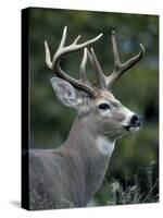 White-tailed Deer, Buck, Washington, USA-Art Wolfe-Stretched Canvas