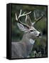 White-tailed Deer, Buck, Washington, USA-Art Wolfe-Framed Stretched Canvas