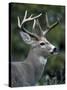 White-tailed Deer, Buck, Washington, USA-Art Wolfe-Stretched Canvas