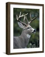 White-tailed Deer, Buck, Washington, USA-Art Wolfe-Framed Photographic Print