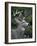 White-tailed Deer, Buck, Washington, USA-Art Wolfe-Framed Photographic Print