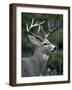 White-tailed Deer, Buck, Washington, USA-Art Wolfe-Framed Photographic Print