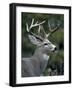 White-tailed Deer, Buck, Washington, USA-Art Wolfe-Framed Photographic Print