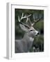 White-tailed Deer, Buck, Washington, USA-Art Wolfe-Framed Photographic Print