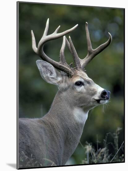 White-tailed Deer, Buck, Washington, USA-Art Wolfe-Mounted Photographic Print