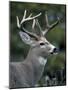 White-tailed Deer, Buck, Washington, USA-Art Wolfe-Mounted Photographic Print