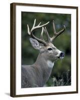 White-tailed Deer, Buck, Washington, USA-Art Wolfe-Framed Photographic Print