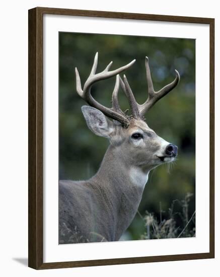 White-tailed Deer, Buck, Washington, USA-Art Wolfe-Framed Photographic Print