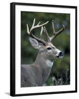 White-tailed Deer, Buck, Washington, USA-Art Wolfe-Framed Photographic Print