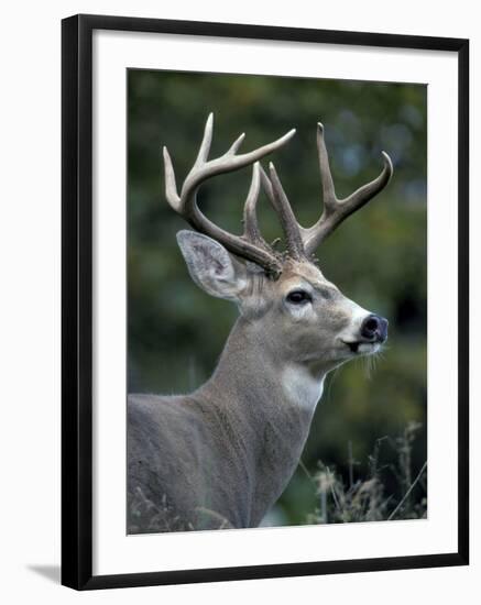 White-tailed Deer, Buck, Washington, USA-Art Wolfe-Framed Photographic Print