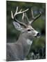 White-tailed Deer, Buck, Washington, USA-Art Wolfe-Mounted Photographic Print