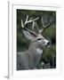 White-tailed Deer, Buck, Washington, USA-Art Wolfe-Framed Photographic Print