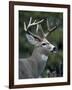 White-tailed Deer, Buck, Washington, USA-Art Wolfe-Framed Photographic Print