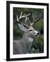 White-tailed Deer, Buck, Washington, USA-Art Wolfe-Framed Photographic Print