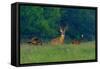 White-Tailed Deer Buck with Rio Grande Wild Turkeys-null-Framed Stretched Canvas