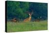 White-Tailed Deer Buck with Rio Grande Wild Turkeys-null-Stretched Canvas
