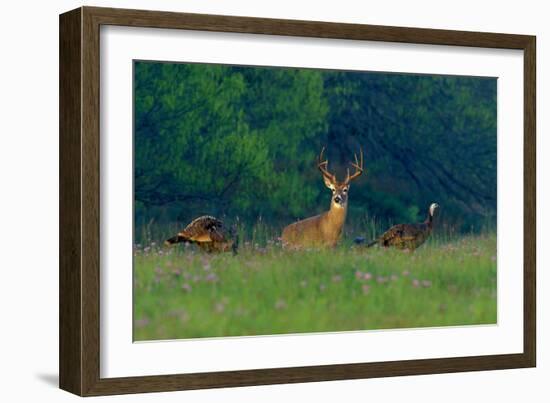 White-Tailed Deer Buck with Rio Grande Wild Turkeys-null-Framed Photographic Print