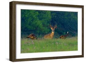 White-Tailed Deer Buck with Rio Grande Wild Turkeys-null-Framed Photographic Print