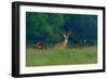 White-Tailed Deer Buck with Rio Grande Wild Turkeys-null-Framed Photographic Print
