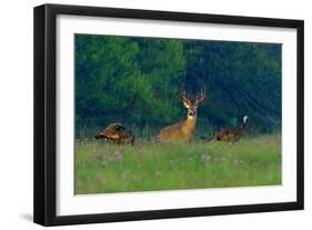 White-Tailed Deer Buck with Rio Grande Wild Turkeys-null-Framed Photographic Print