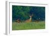 White-Tailed Deer Buck with Rio Grande Wild Turkeys-null-Framed Photographic Print