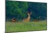 White-Tailed Deer Buck with Rio Grande Wild Turkeys-null-Mounted Photographic Print