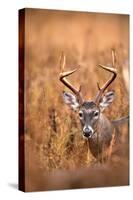 White-Tailed Deer Buck-EEI_Tony-Stretched Canvas