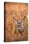 White-Tailed Deer Buck-EEI_Tony-Stretched Canvas