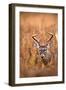 White-Tailed Deer Buck-EEI_Tony-Framed Photographic Print