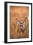 White-Tailed Deer Buck-EEI_Tony-Framed Photographic Print