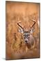 White-Tailed Deer Buck-EEI_Tony-Mounted Photographic Print