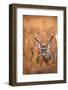 White-Tailed Deer Buck-EEI_Tony-Framed Photographic Print