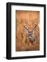 White-Tailed Deer Buck-EEI_Tony-Framed Photographic Print