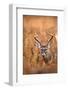 White-Tailed Deer Buck-EEI_Tony-Framed Photographic Print