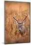 White-Tailed Deer Buck-EEI_Tony-Mounted Photographic Print