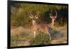 White-tailed Deer bucks in early autumn-Larry Ditto-Framed Photographic Print