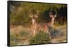 White-tailed Deer bucks in early autumn-Larry Ditto-Framed Stretched Canvas