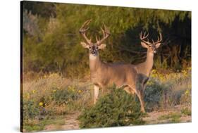 White-tailed Deer bucks in early autumn-Larry Ditto-Stretched Canvas