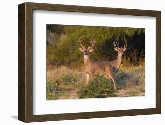 White-tailed Deer bucks in early autumn-Larry Ditto-Framed Photographic Print