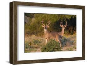 White-tailed Deer bucks in early autumn-Larry Ditto-Framed Photographic Print