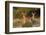 White-tailed Deer bucks in early autumn-Larry Ditto-Framed Photographic Print