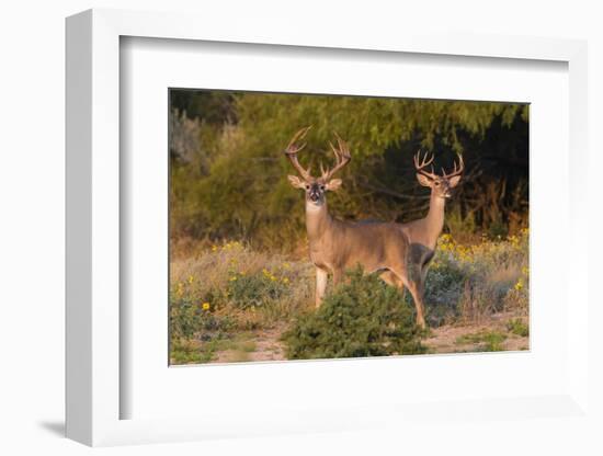 White-tailed Deer bucks in early autumn-Larry Ditto-Framed Photographic Print