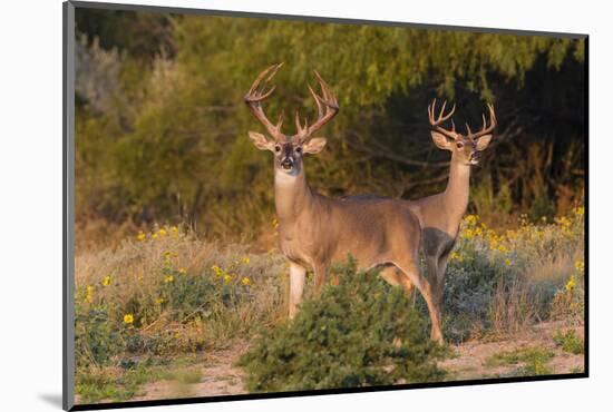 White-tailed Deer bucks in early autumn-Larry Ditto-Mounted Photographic Print