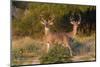 White-tailed Deer bucks in early autumn-Larry Ditto-Mounted Photographic Print